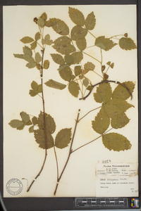 Rubus baileyanus image