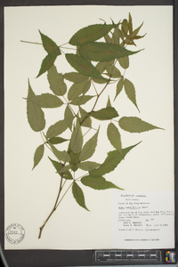 Rubus argutus image