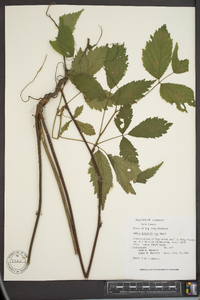 Rubus argutus image