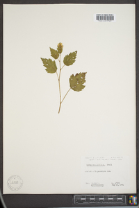 Rubus argutus image