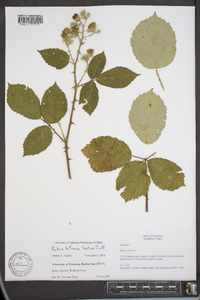 Rubus bifrons image