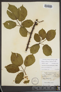 Rubus bifrons image