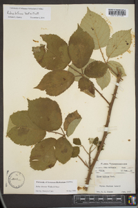 Rubus bifrons image