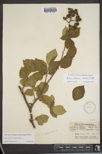 Rubus bifrons image