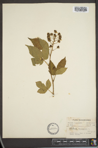 Rubus canadensis image