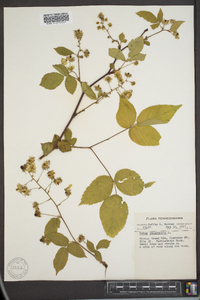 Rubus canadensis image