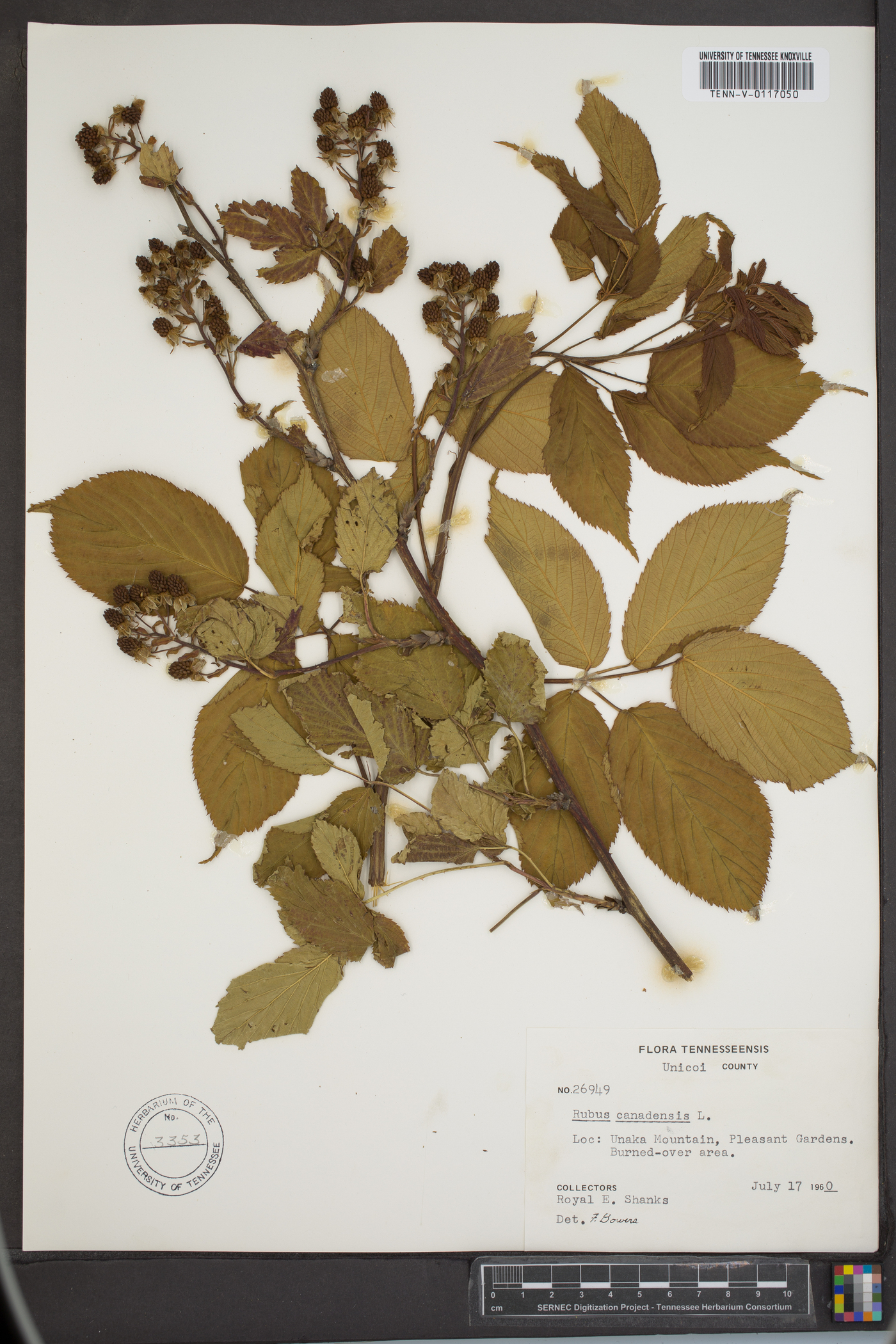 Rubus canadensis image