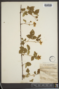 Rubus enslenii image