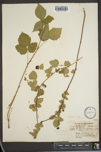 Rubus enslenii image