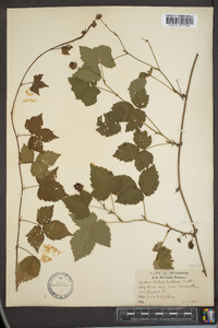 Rubus enslenii image