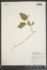 Rubus enslenii image