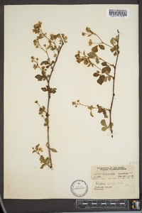 Rubus enslenii image