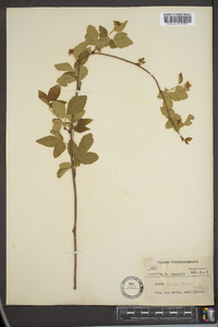 Rubus enslenii image