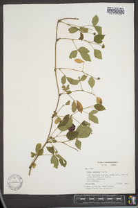 Rubus enslenii image