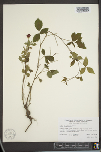 Rubus flagellaris image