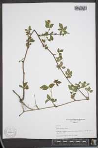 Rubus flagellaris image