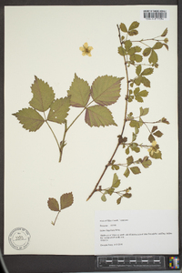 Rubus flagellaris image