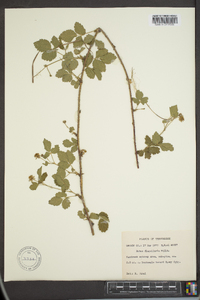 Rubus flagellaris image