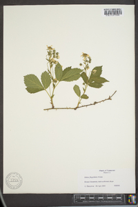 Rubus flagellaris image