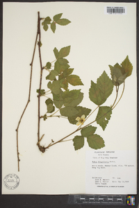 Rubus flagellaris image