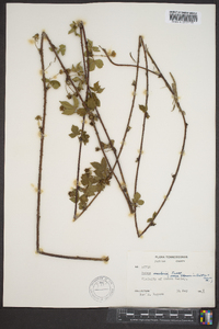 Rubus flagellaris image