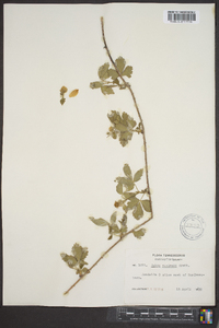 Rubus flagellaris image