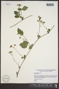 Rubus flagellaris image