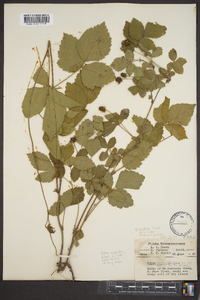 Rubus flagellaris image