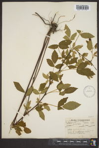 Rubus flagellaris image