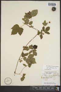 Rubus flagellaris image