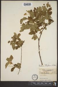 Rubus flagellaris image