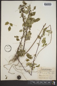 Rubus flagellaris image