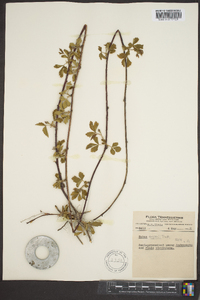 Rubus flagellaris image