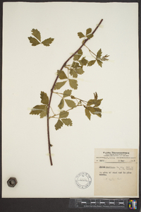 Rubus flagellaris image