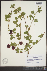 Rubus flagellaris image