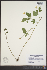 Rubus flagellaris image