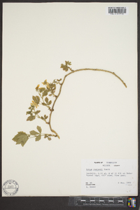 Rubus flagellaris image