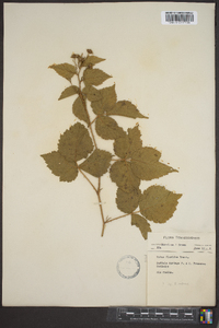 Rubus argutus image