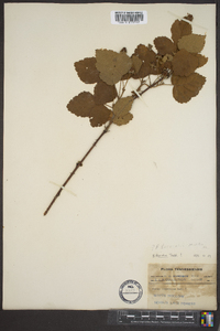 Rubus argutus image