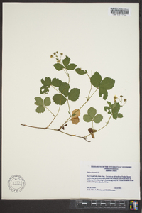 Rubus hispidus image