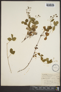 Rubus hispidus image