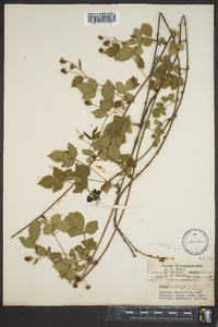 Rubus hispidus image