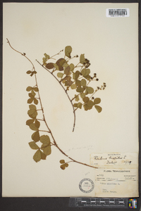 Rubus hispidus image