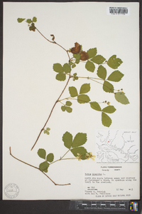 Rubus hispidus image