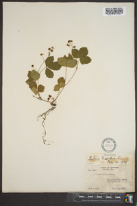 Rubus hispidus image