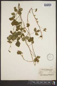 Rubus hispidus image