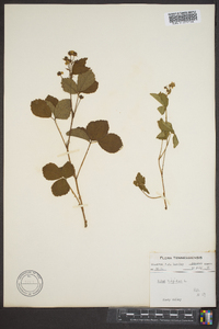 Rubus hispidus image