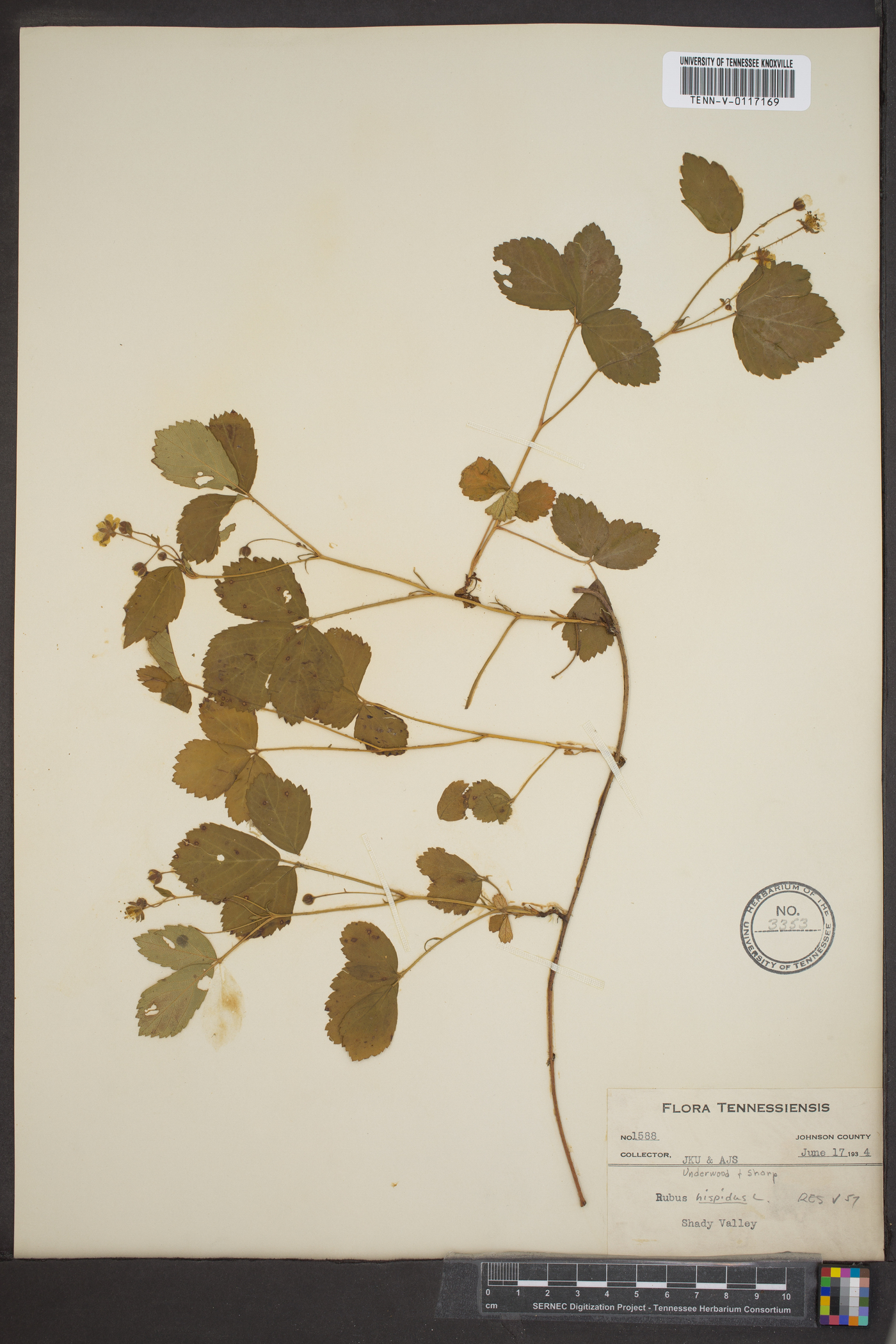 Rubus hispidus var. obovalis image