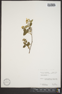 Rubus hispidus var. obovalis image