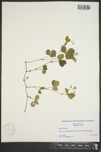 Rubus hispidus var. obovalis image